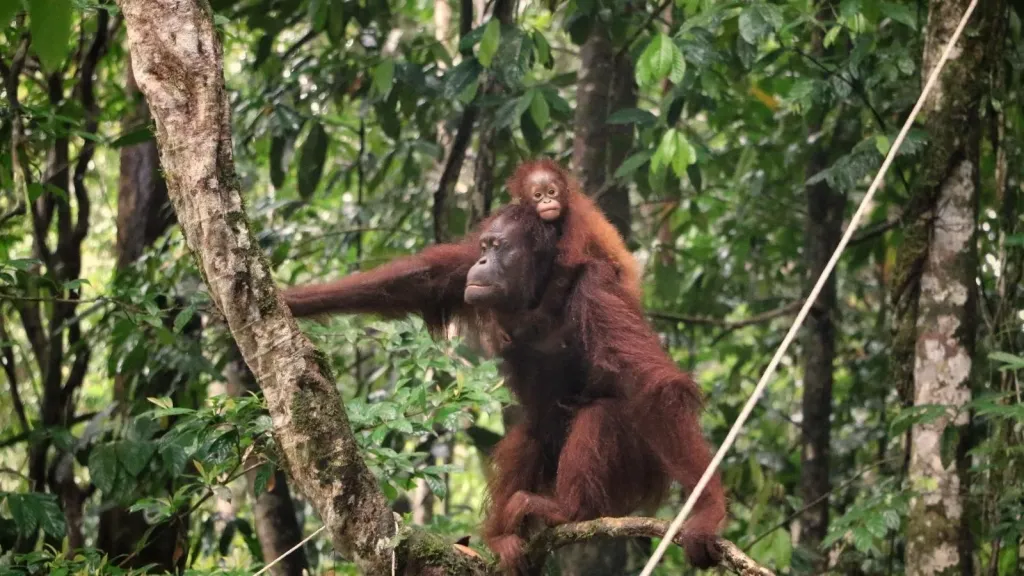 Orangutan. (Foto: Tim monitoring Sintang Orangutan Center (SOC))